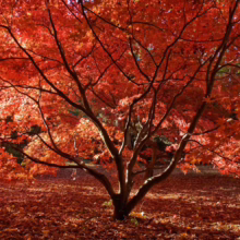 Acer palmatum (Japanese Maple) orange autumn colour