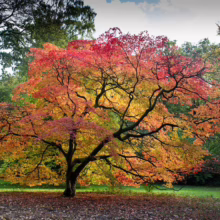 Acer palmatum (Japanese Maple) tree in autumn colour