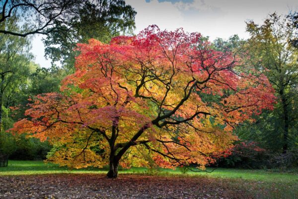 <i>Acer palmatum</i> - Image 6