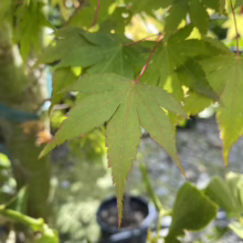 Acer palmatum (Japanese Maple) summer leaf