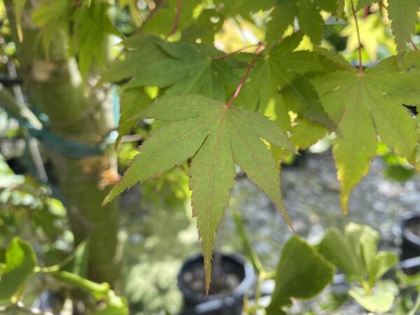 <i>Acer palmatum</i> - Image 7