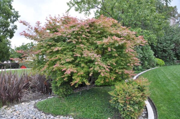 <i>Acer palmatum</i> - Image 8