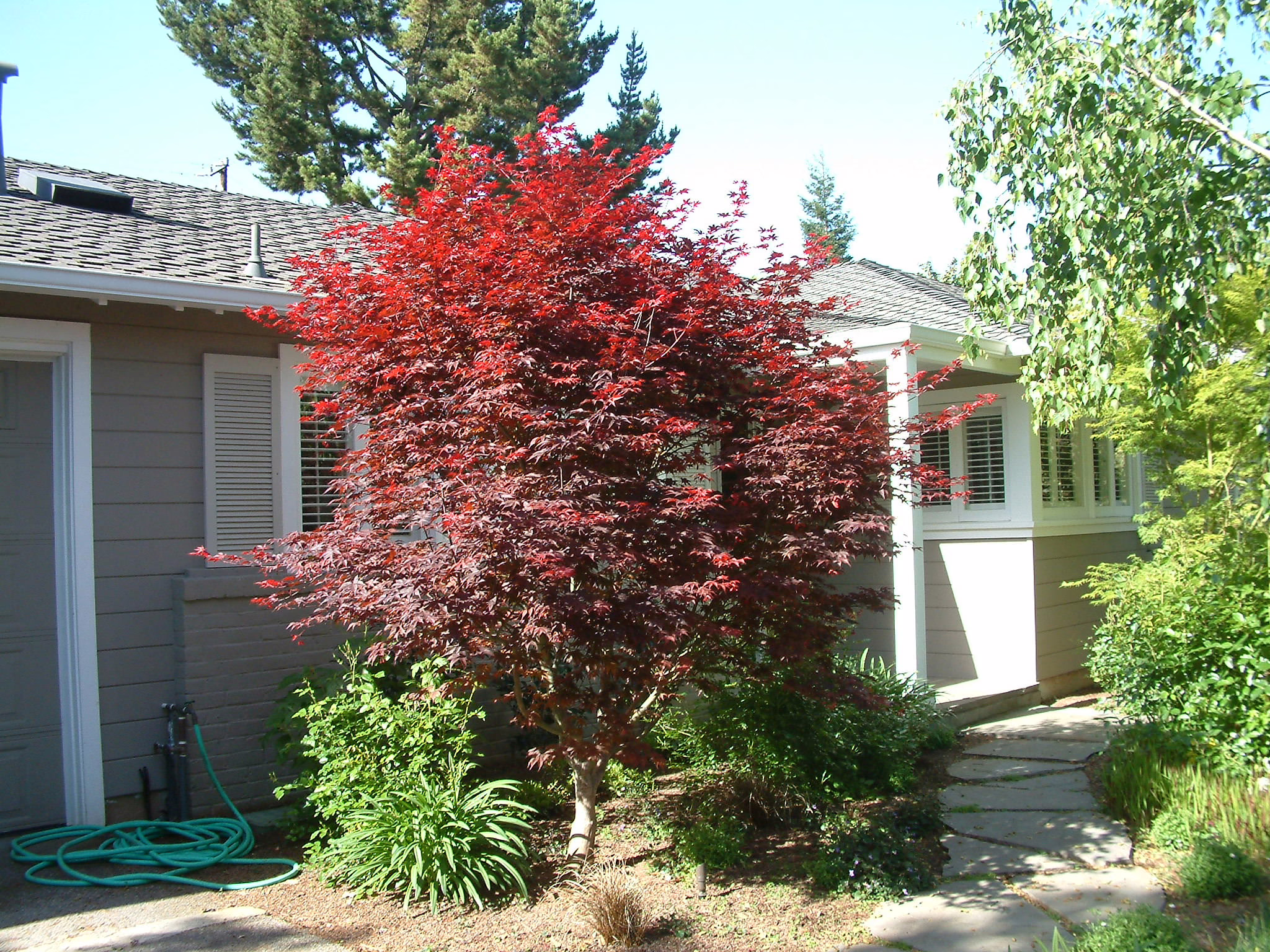 Acer palmatum 'Bloodgood' tree featuring vibrant deep-red foliage, adding a dramatic splash of color to any garden.