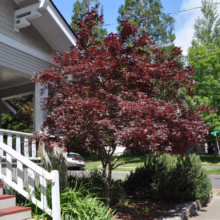 A vibrant red Japanese maple tree stands proudly in front of a light gray house with white trim. Lush green foliage surrounds the tree's base, adding depth to the yard in a peaceful neighborhood setting.