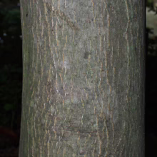 Acer palmatum 'Burgundy Lace' (Japanese Maple) Bark