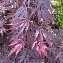Acer palmatum 'Burgundy Lace' (Japanese Maple) Burgundy Foliage at Leafland