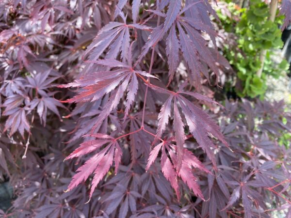 <i>Acer palmatum</i> 'Burgundy Lace' - Image 2