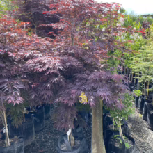 Acer palmatum 'Burgundy Lace' (Japanese Maple) Tree at Leafland Nursery