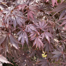 Acer palmatum 'Burgundy Lace' (Japanese Maple) Burgundy Foliage