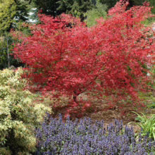 Acer palmatum 'Chishio' (Japanese Maple) Red Tree