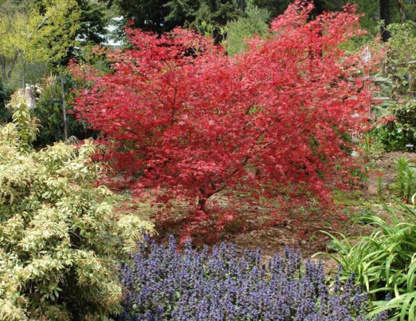 <i>Acer palmatum</i> 'Chishio' - Image 2