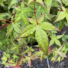 Acer palmatum 'Chishio' (Japanese Maple) Green Foliage