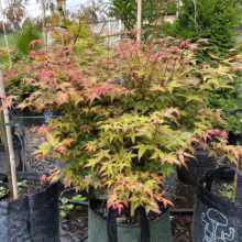 Acer palmatum 'Chishio' (Japanese Maple) Tree at Leafland Nursery