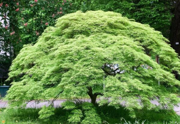 <i>Acer palmatum</i> var. <i>dissectum</i> 'Emerald Lace'