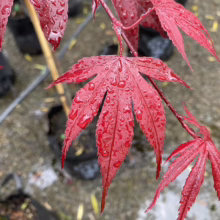 Acer palmatum 'Fireglow' (Japanese Maple) Foliage