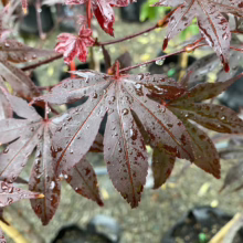 Acer palmatum 'Fireglow' (Japanese Maple) Foliage