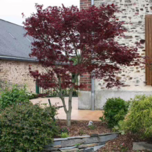 Acer palmatum 'Fireglow' (Japanese Maple) Tree