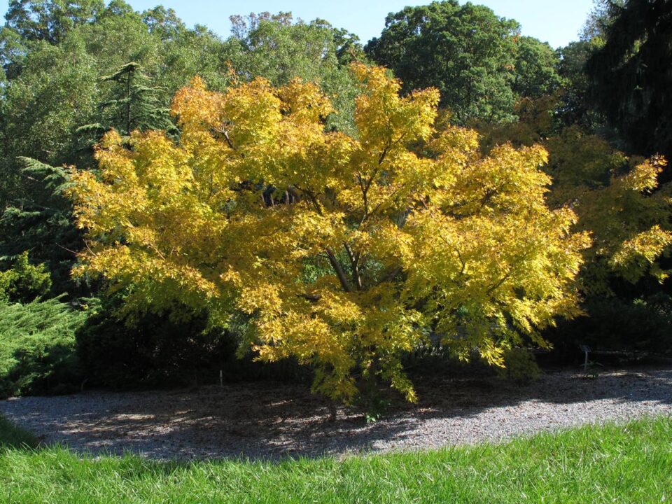 Acer palmatum 'Japanese Sunrise' (Japanese Maple) Tree