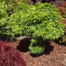 Acer palmatum 'Mikawa-yatsubusa' (Japanese Maple) Tree