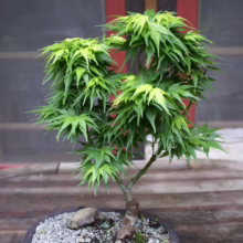 Acer palmatum 'Mikawa-yatsubusa' (Japanese Maple) Bonsai