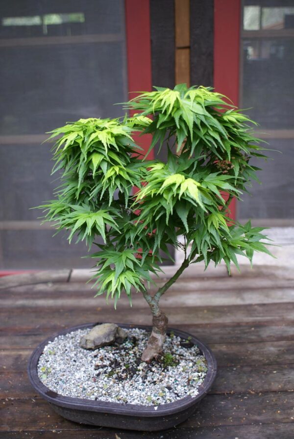 <i>Acer palmatum</i> 'Mikawa-yatsubusa' - Image 2