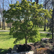Acer palmatum 'Mikawa-yatsubusa' (Japanese Maple) Tree