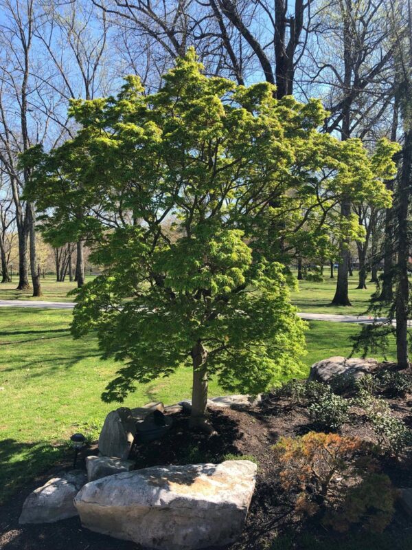 <i>Acer palmatum</i> 'Mikawa-yatsubusa' - Image 3