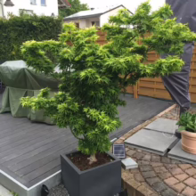 Acer palmatum 'Mikawa-yatsubusa' (Japanese Maple) Tree