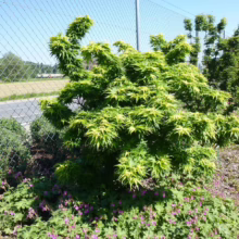 Acer palmatum 'Mikawa-yatsubusa' (Japanese Maple) Tree