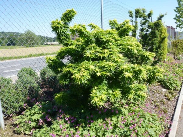 <i>Acer palmatum</i> 'Mikawa-yatsubusa' - Image 5