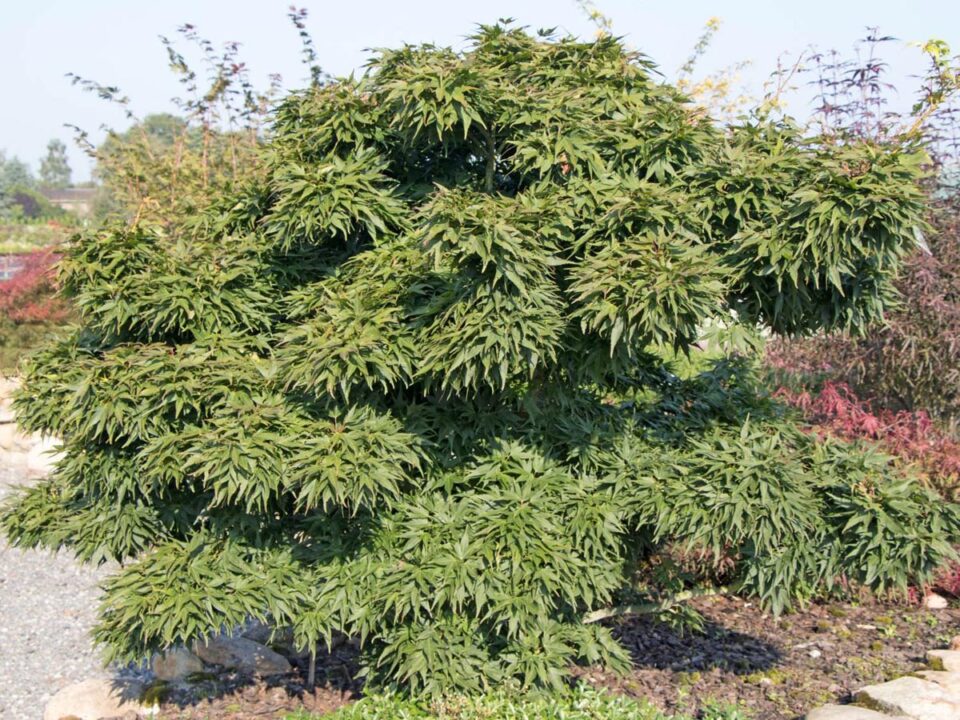 Acer palmatum 'Mikawa-yatsubusa' (Japanese Maple) Tree