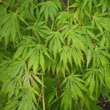 Acer palmatum 'Omure-yama' (Japanese Maple) Foliage
