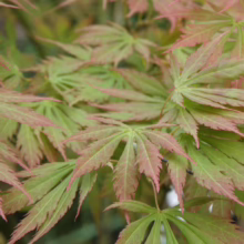 Acer palmatum 'Omure-yama' (Japanese Maple) Foliage