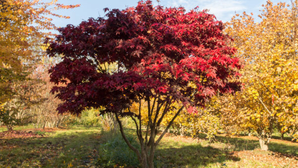 <i>Acer palmatum</i> 'Osakazuki'