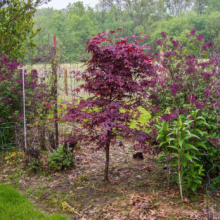 Acer palmatum 'Red Emperor' (Japanese Maple) Tree
