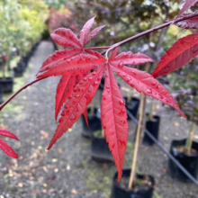 Acer palmatum 'Red Emperor' (Japanese Maple) Foliage