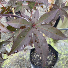 Acer palmatum 'Red Emperor' (Japanese Maple) Foliage