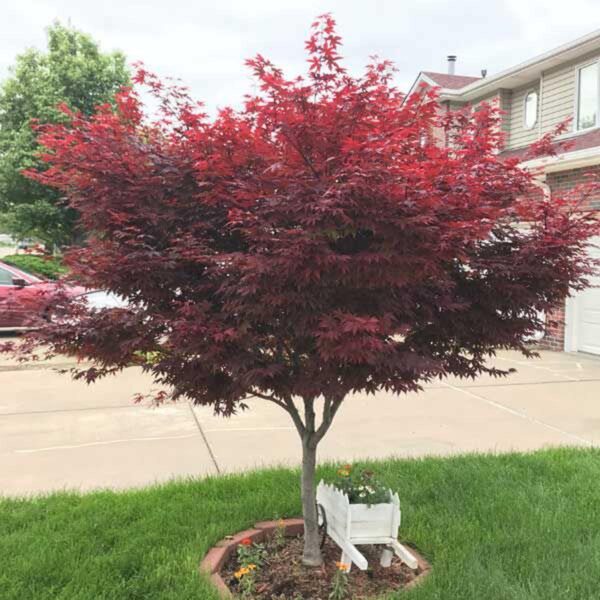 <i>Acer palmatum</i> 'Red Emperor'