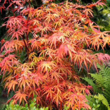 Acer palmatum 'Scolopendrifolium' (Japanese Maple) Foliage