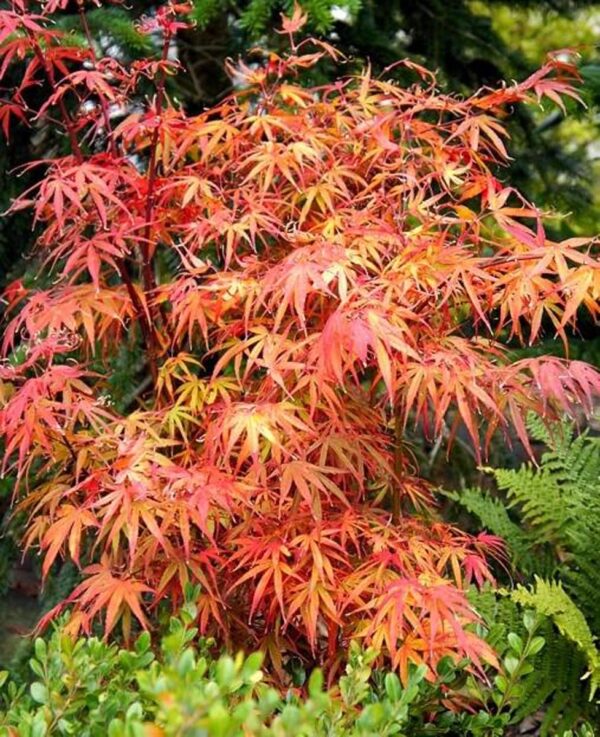 <i>Acer palmatum</i> 'Scolopendrifolium' - Image 2