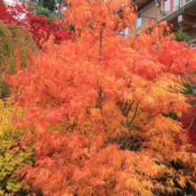 Acer palmatum 'Scolopendrifolium' (Japanese Maple) Tree