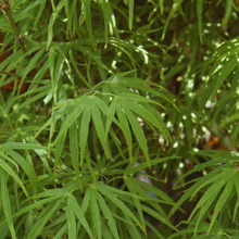 Acer palmatum 'Scolopendrifolium' (Japanese Maple) Foliage