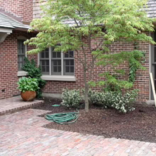 Acer palmatum 'Scolopendrifolium' (Japanese Maple) Tree