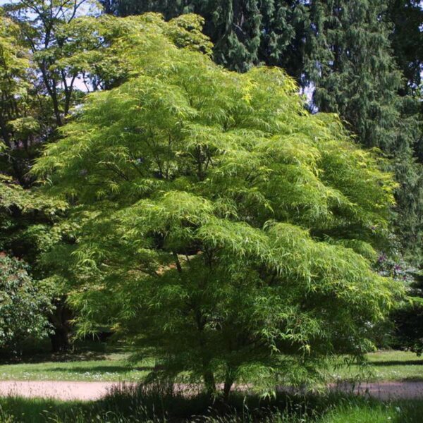 <i>Acer palmatum</i> 'Scolopendrifolium'