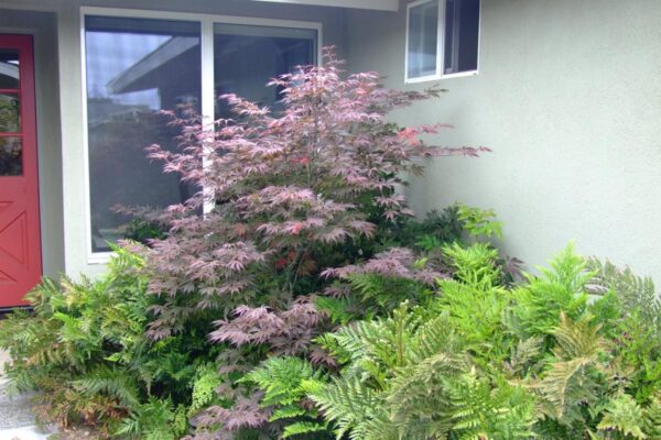 <i>Acer palmatum</i> 'Shaina' - Image 2