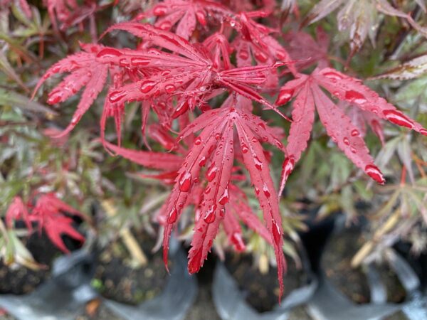 <i>Acer palmatum</i> 'Shaina' - Image 5