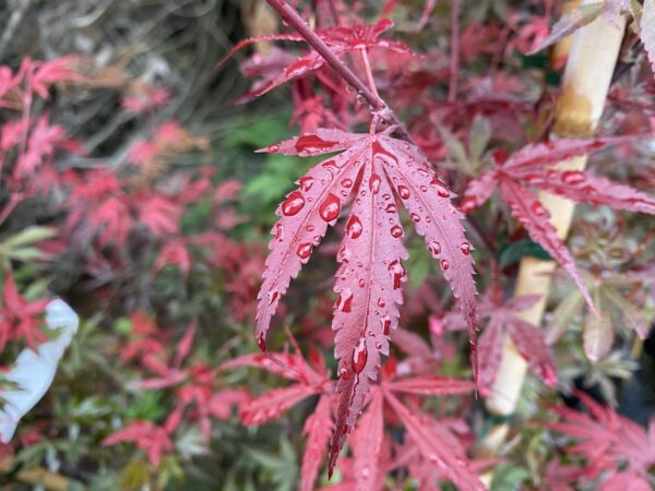 <i>Acer palmatum</i> 'Shaina' - Image 5