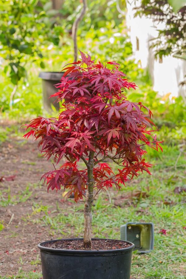 <i>Acer palmatum</i> 'Shaina' - Image 8