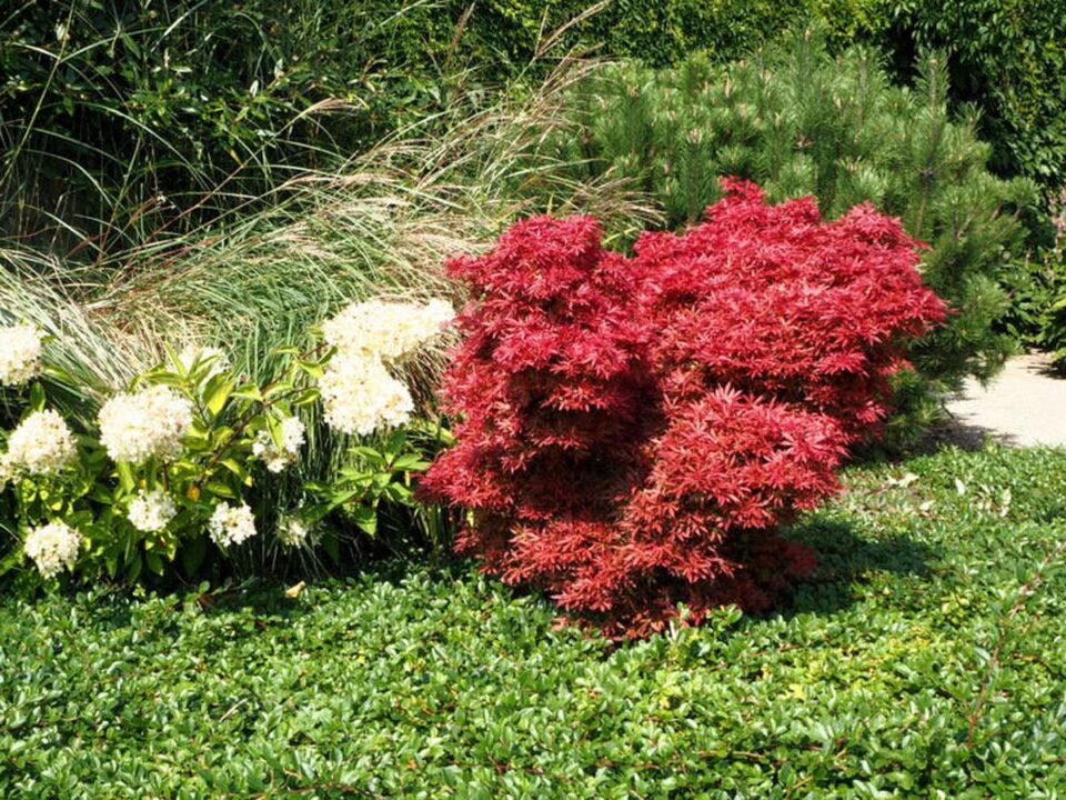 Acer palmatum 'Shaina' (Japanese Maple) Tree