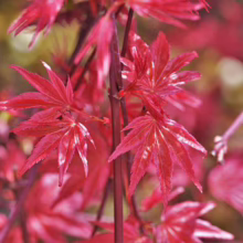 Acer palmatum 'Shin-deshojo' (Japanese Maple) Foliage